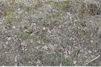 Photo Texture of Grass Dead 0011